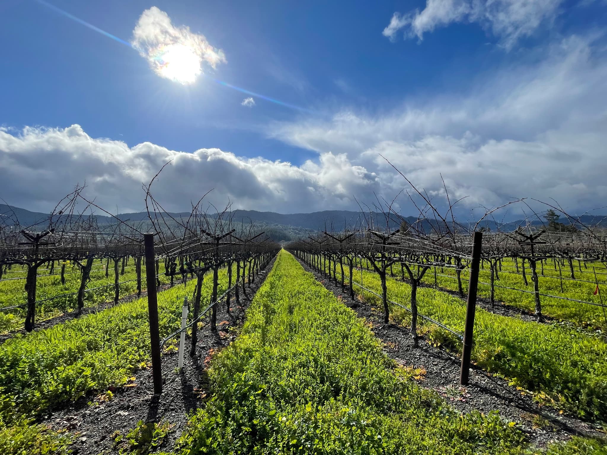 #4 Screaming Eagle Cabernet Sauvignon — Top 10 Best Wines in the World