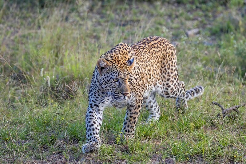#2 Londolozi Private Game Reserve — Top 10 Safari Lodges in South Africa 2026