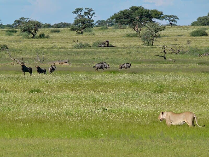 #7 Tswalu Kalahari Reserve — Top 10 Safari Lodges in South Africa 2026