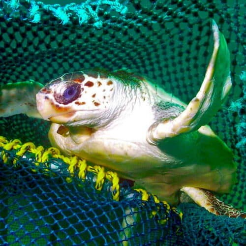 #5 How new fishing tech can reduce bycatch of turtles and other creatures — Top 10 Ars Technica — Latest — March 30, 2026