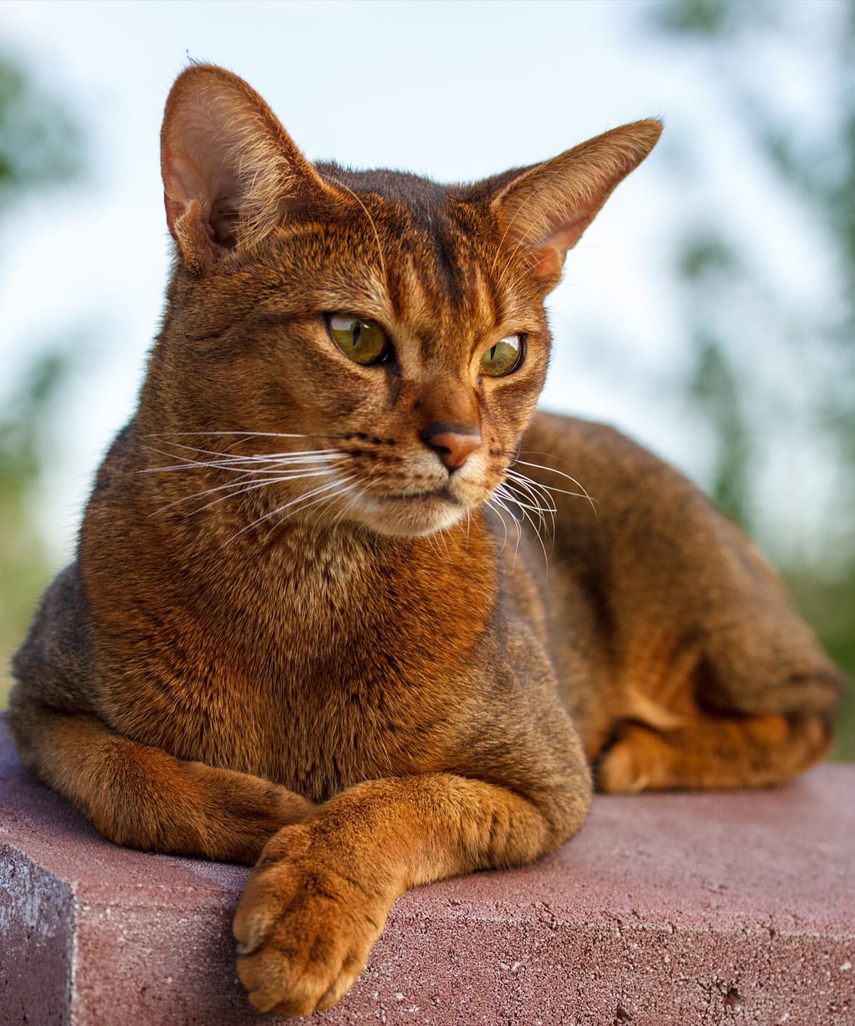 #1 Abyssinian — Top Cat Breeds — Most Affectionate