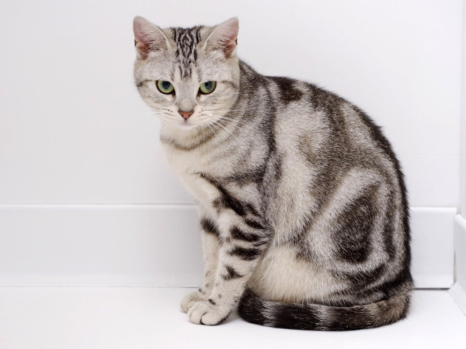 #4 American Shorthair — Top Cat Breeds — Most Affectionate