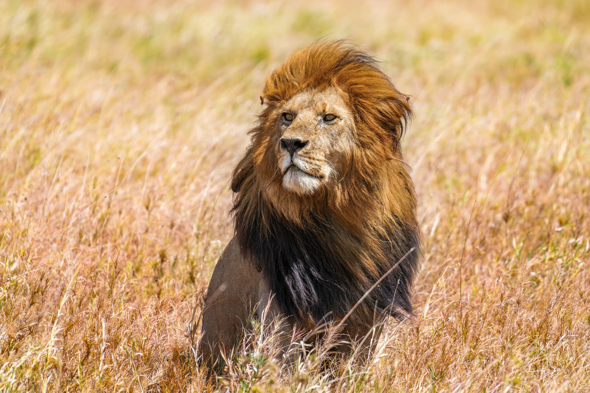 #4 Serengeti National Park, Tanzania — Top 10 Most Beautiful National Parks in the World