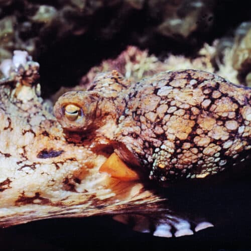 #7 Male octopuses guided through mating by female hormones — Top 10 Ars Technica — Latest — April 3, 2026