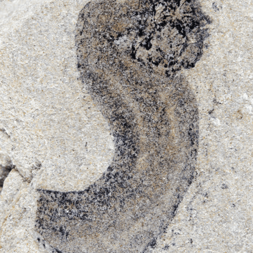 #8 New fossil deposits show complex animal groups predating the Cambrian — Top 10 Ars Technica — Latest — April 3, 2026