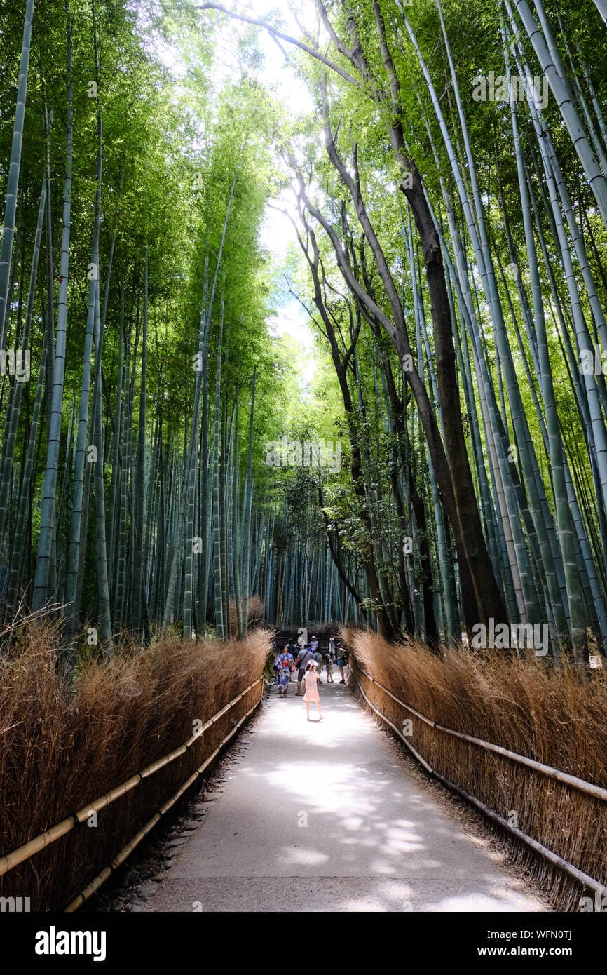#8 Walk Through Arashiyama Bamboo Grove (Sagano) — Japan Starter Pack: Essential First-Time Visitor Experiences
