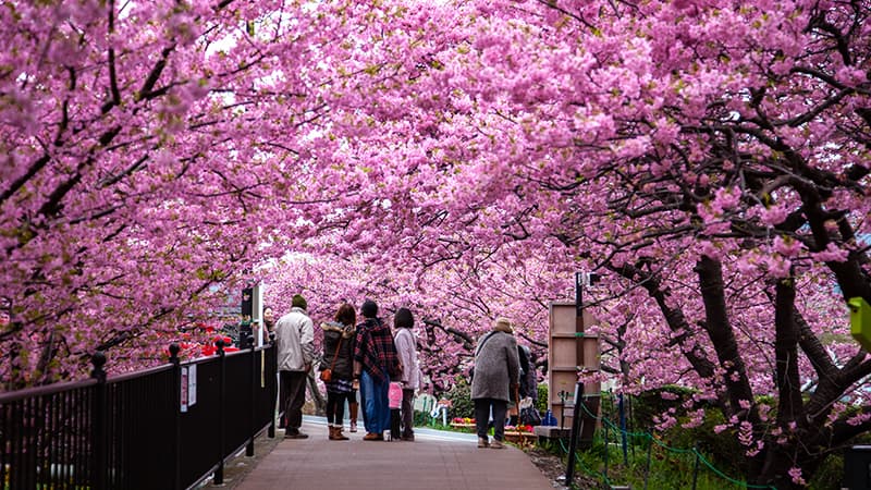 #10 Experience Cherry Blossom Season (Late March–Early April) — Japan Starter Pack: Essential First-Time Visitor Experiences