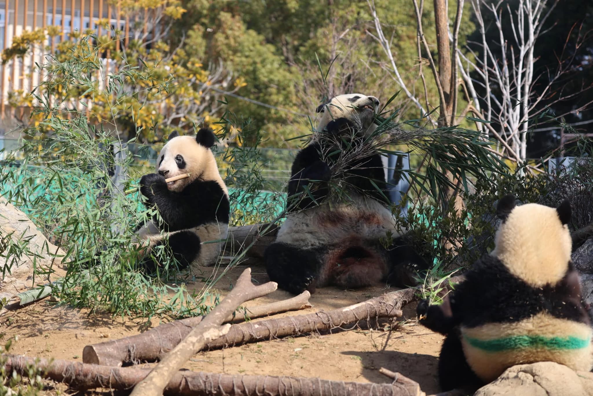 #6 Ueno Zoo (Giant Pandas & 3,000+ Animals) — Top 10 Family Entertainment & Activities in Japan