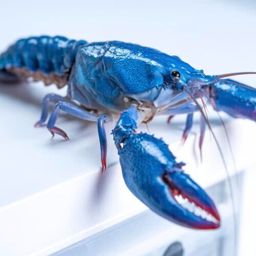 #7 OpenClaw gives users yet another reason to be freaked out about security — Top 10 Ars Technica — Latest — April 4, 2026
