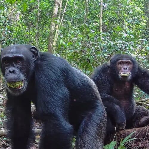 #5 Ugandan chimps split into two factions, then killed rivals — Top 10 Ars Technica — Latest — April 10, 2026