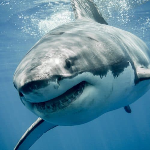 #2 Great white sharks are overheating — Top 10 Tech News from Ars Technica: April 19, 2026 Highlights