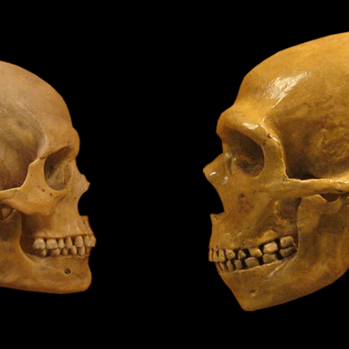 #6 Neanderthal brains measure up to ours—literally — Top 10 Ars Technica — Latest — April 28, 2026
