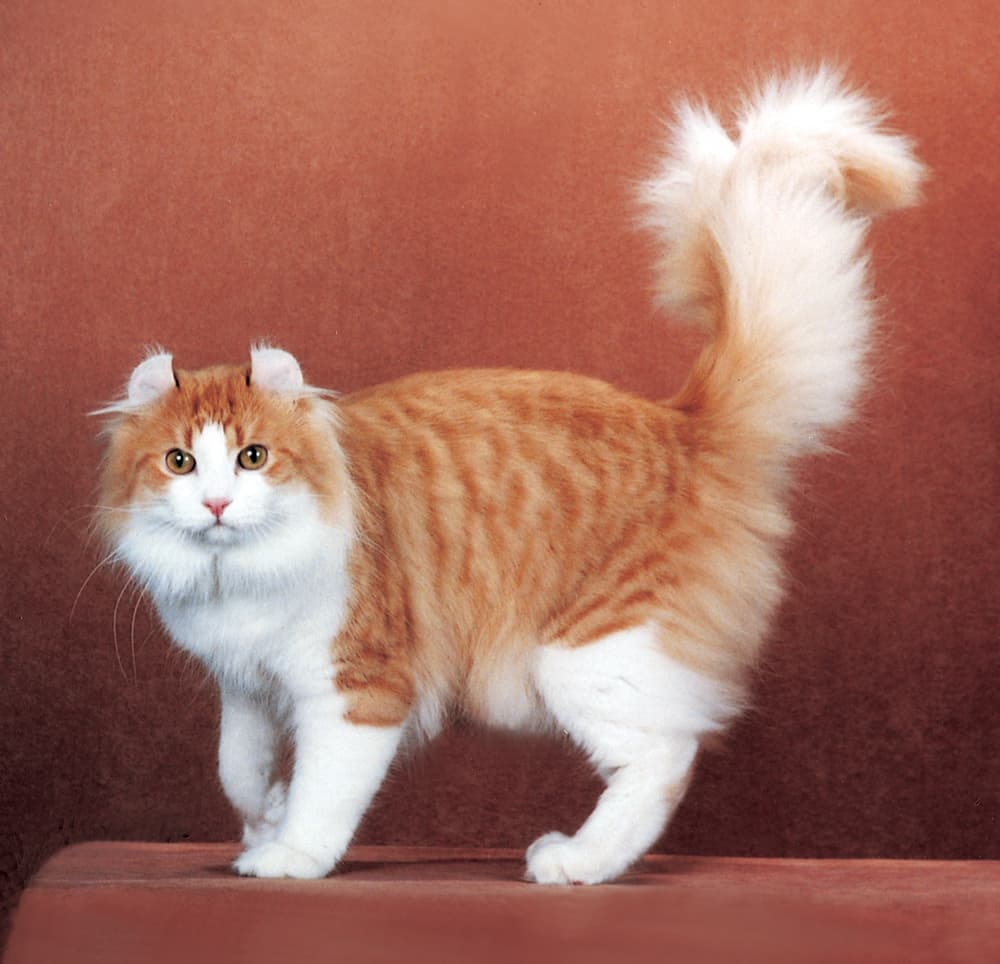 #3 American Curl — Top Cat Breeds — Most Affectionate