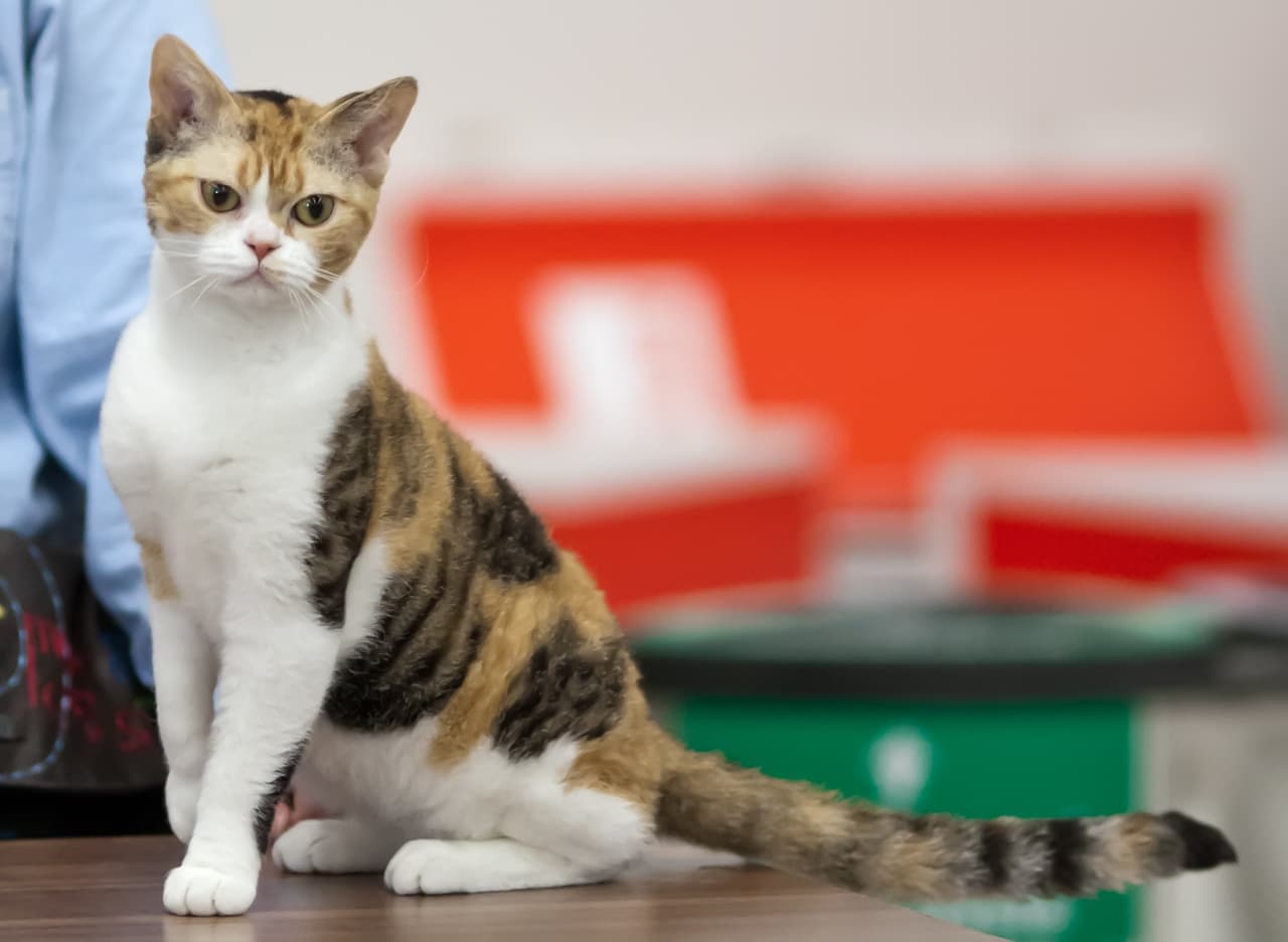 #5 American Wirehair — Top Cat Breeds — Most Affectionate