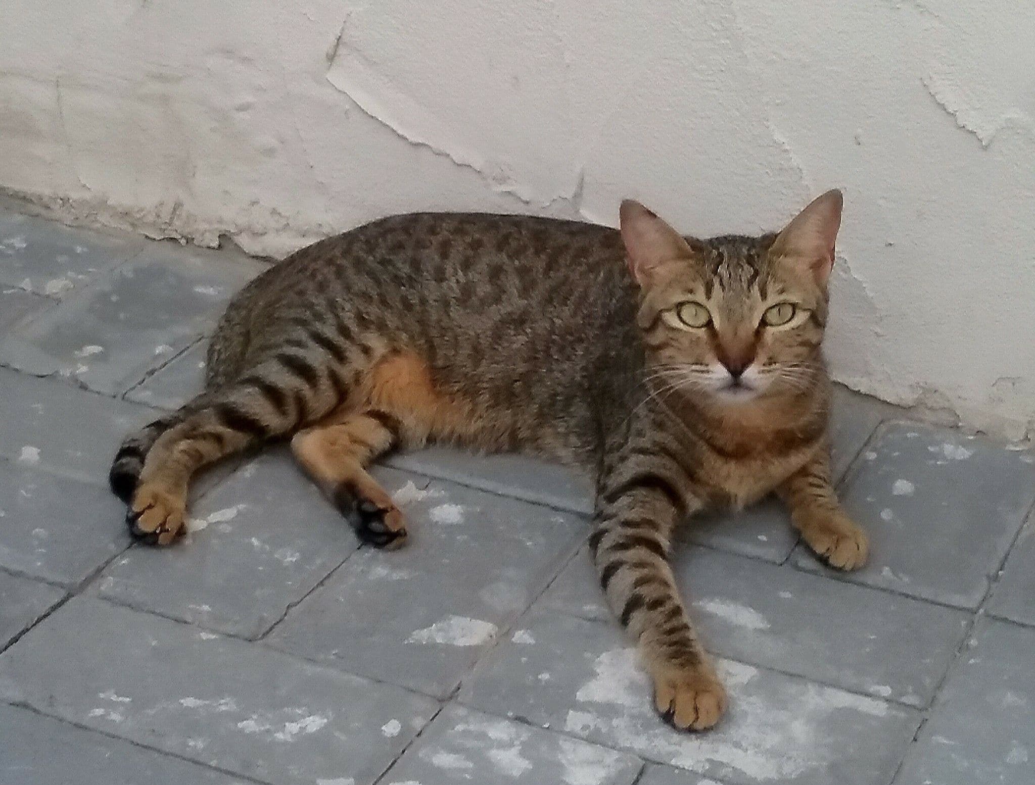 #6 Arabian Mau — Top Cat Breeds — Most Affectionate