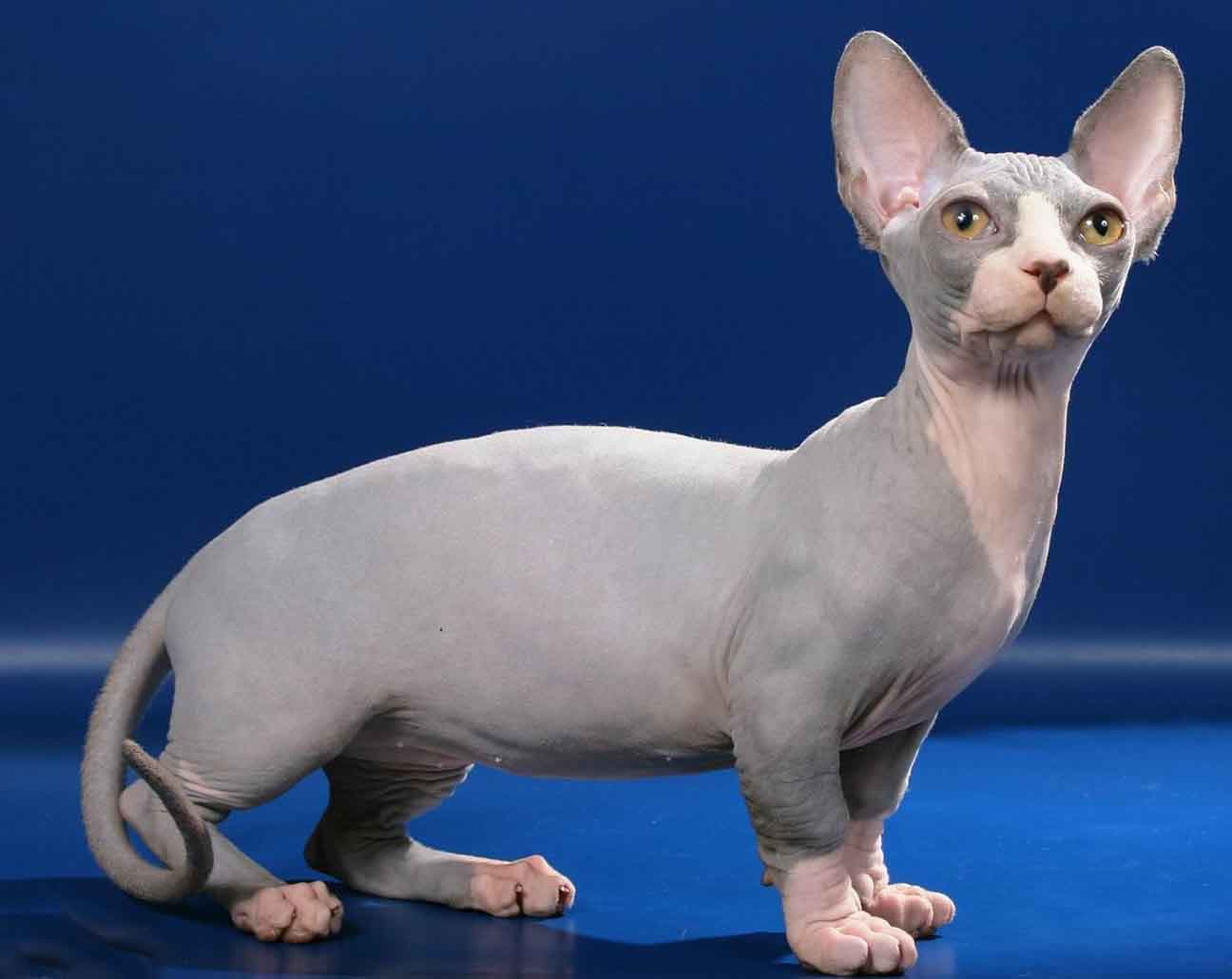 #9 Bambino — Top Cat Breeds — Most Affectionate