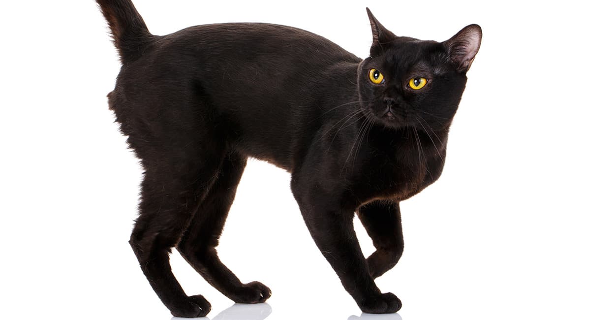 #6 Bombay — Top Cat Breeds — Top Rated