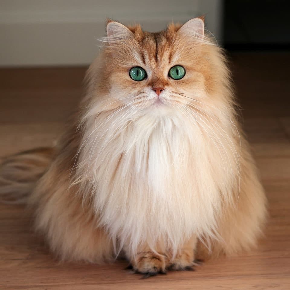 #7 British Longhair — Top Cat Breeds — Top Rated