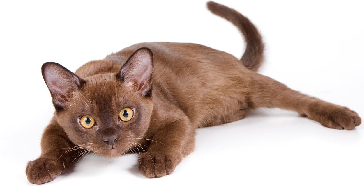 #8 Burmese — Top Cat Breeds — Top Rated