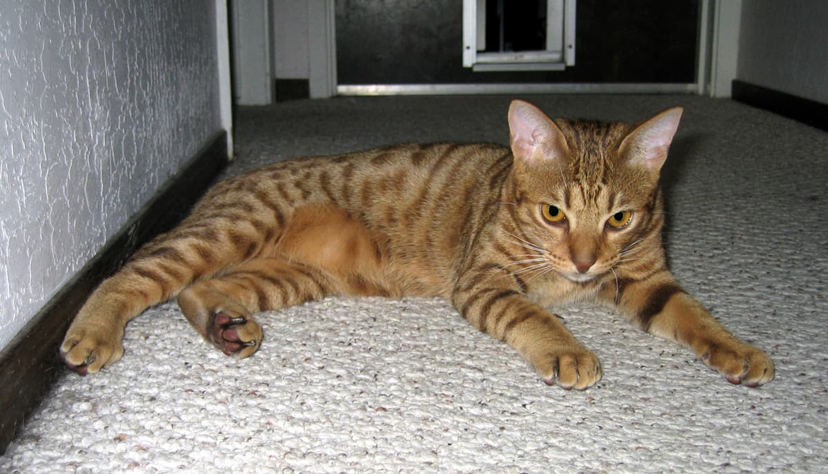 #9 California Spangled — Top Cat Breeds — Top Rated