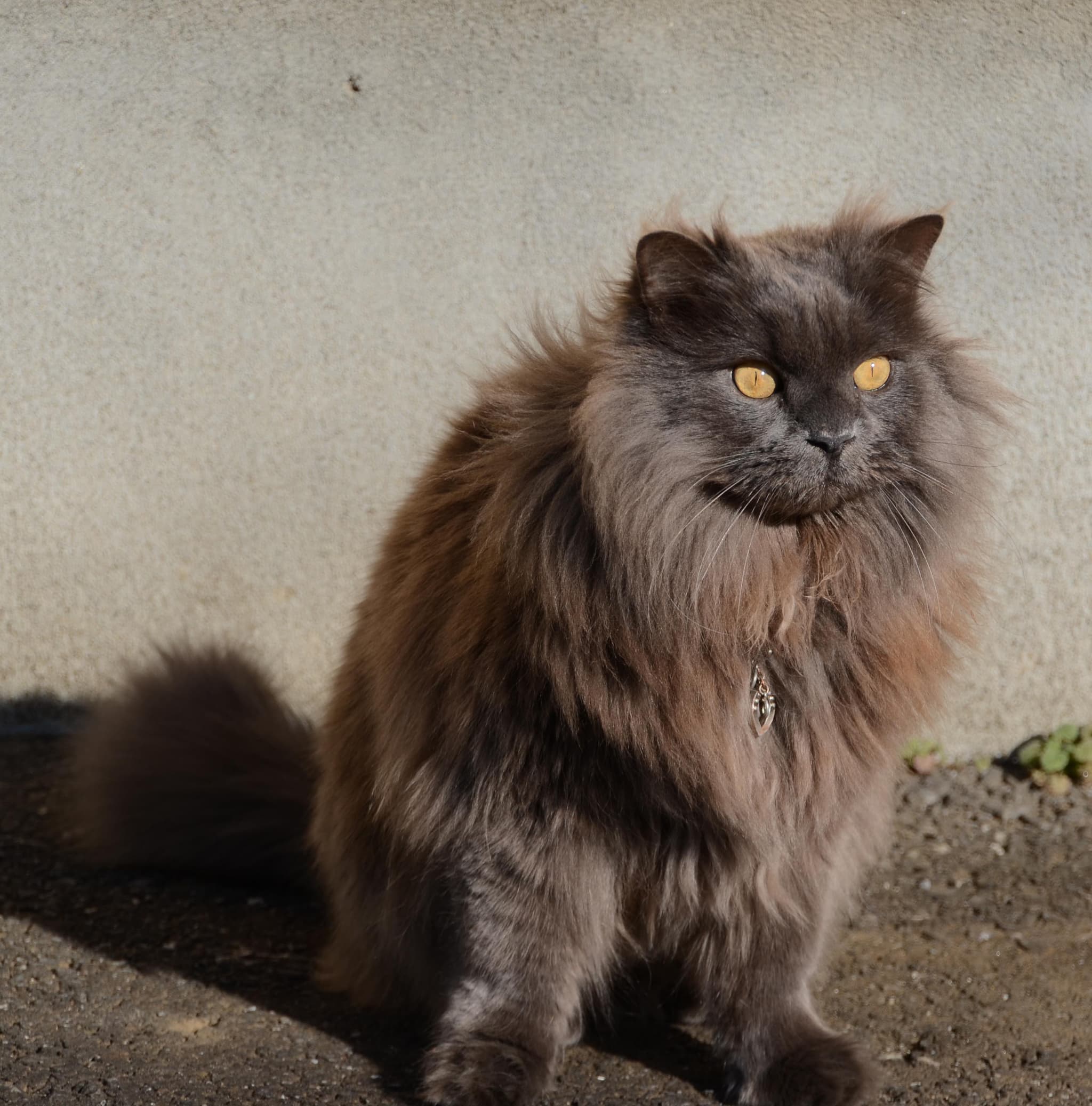 #10 Chantilly-Tiffany — Top Cat Breeds — Top Rated