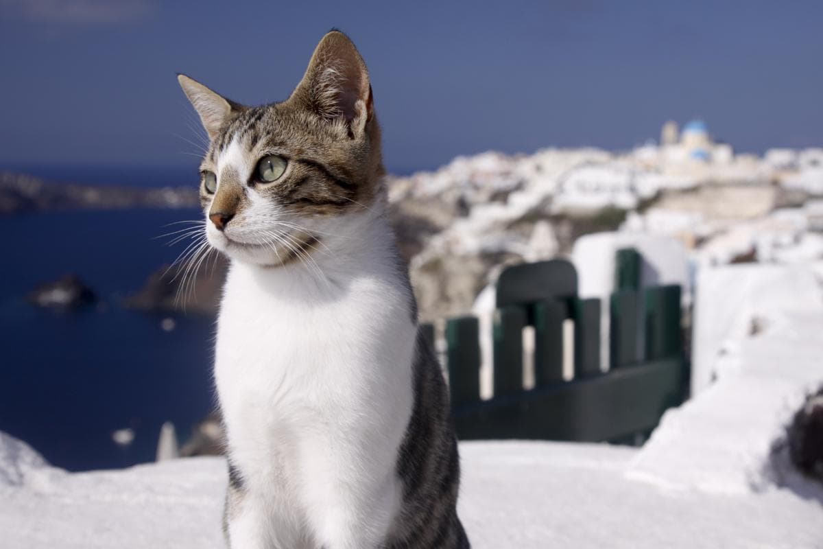 #2 Aegean — Top Cat Breeds — Top Rated