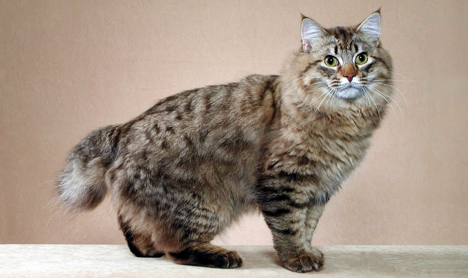 #3 American Bobtail — Top Cat Breeds — Top Rated
