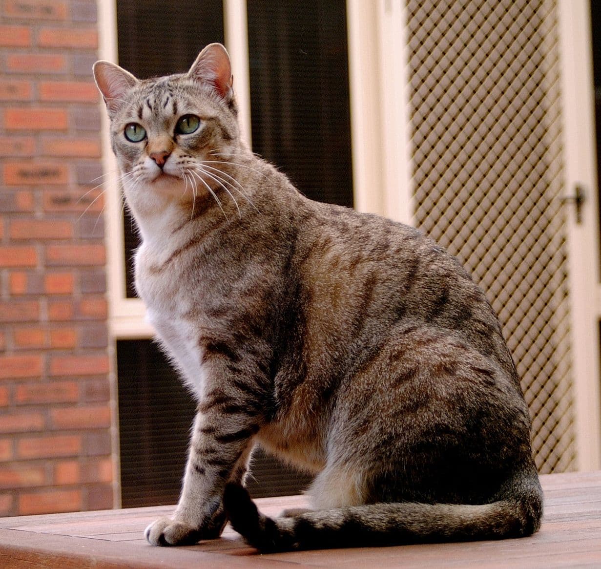 #8 Australian Mist — Top Cat Breeds — Top Rated