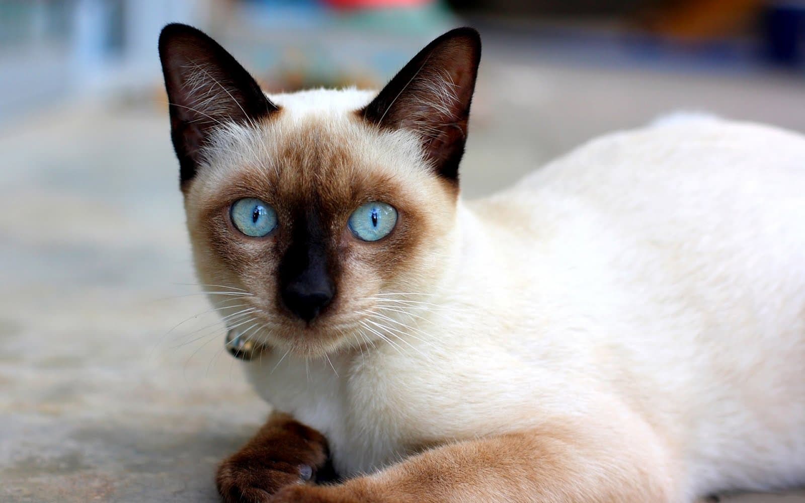#9 Balinese — Top Cat Breeds — Top Rated