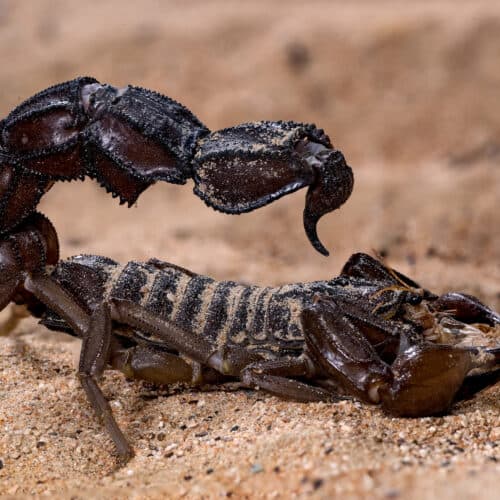#1 Scorpions go terminator mode and reinforce their weapons with metal — Top 10 Ars Technica — Latest — May 1, 2026