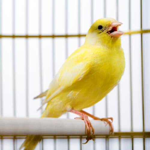 #7 Canadian election databases use "canary traps"—and they work — Top 10 Ars Technica — Latest — May 5, 2026