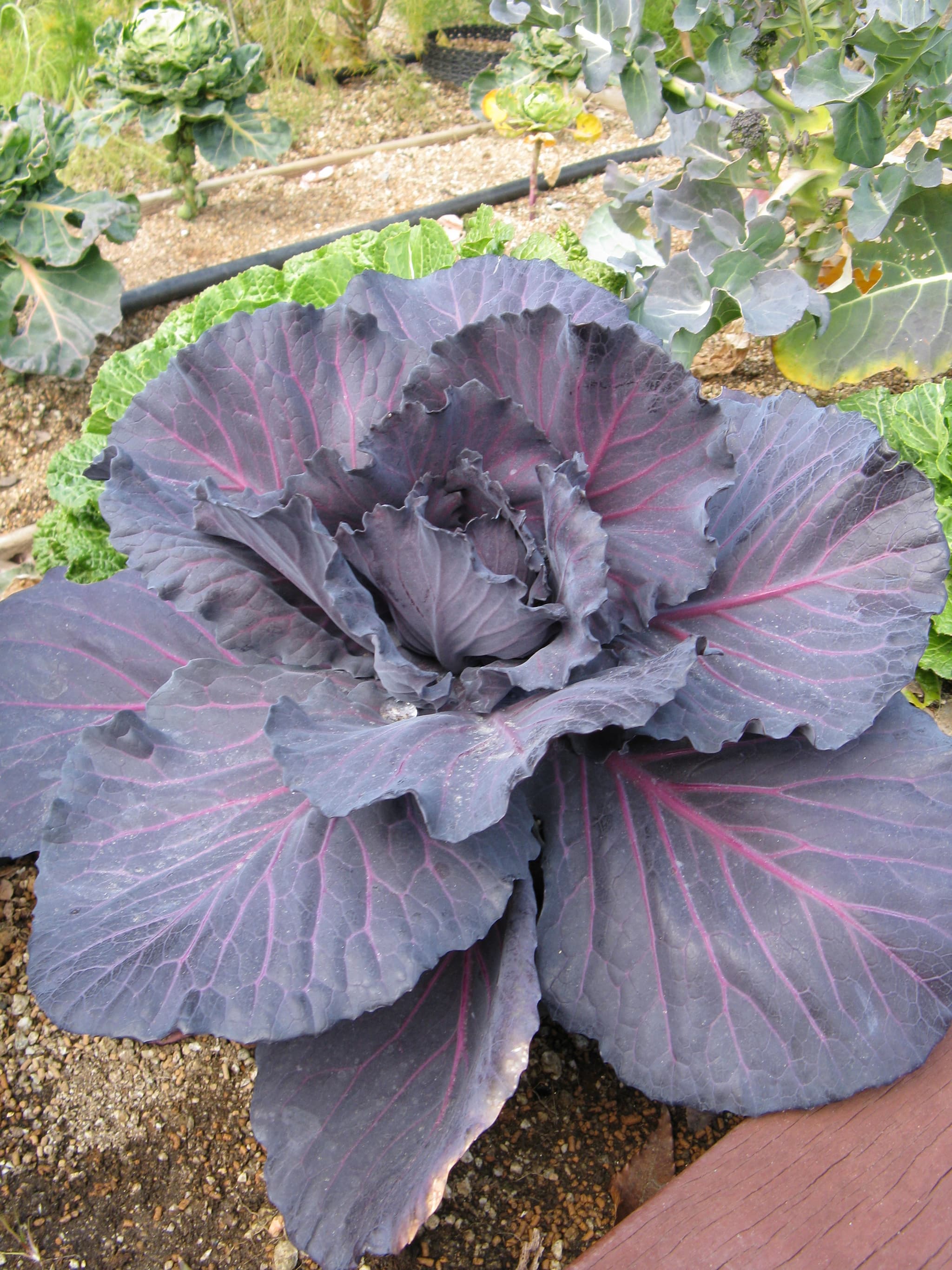 #10 German Red Cabbage Braised (Rotkohl) — 10 Best Cabbage Recipes to Make in 2026 (From Kimchi to Cabbage Steaks)