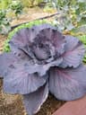 German Red Cabbage Braised (Rotkohl)