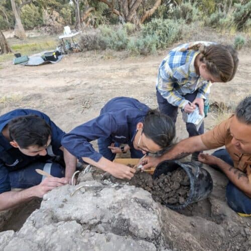 #4 Australian Aboriginals cared for a dingo's grave for decades — Top 10 Ars Technica — Latest — May 19, 2026