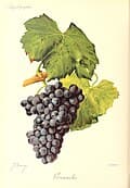 #3 Priorat — Top 10 Spanish Wines and Wine Regions