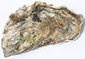 #6 Doumen Oyster & Crab Village Restaurants (斗门生蚝) — Top 15 Best Restaurants and Food in Zhuhai 2026