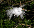 #18 Shenzhen Wetland Bird Watching — Inner Deep Bay (深圳内湾观鸟) — Top 15 Shenzhen Hidden Gems for Families 2026