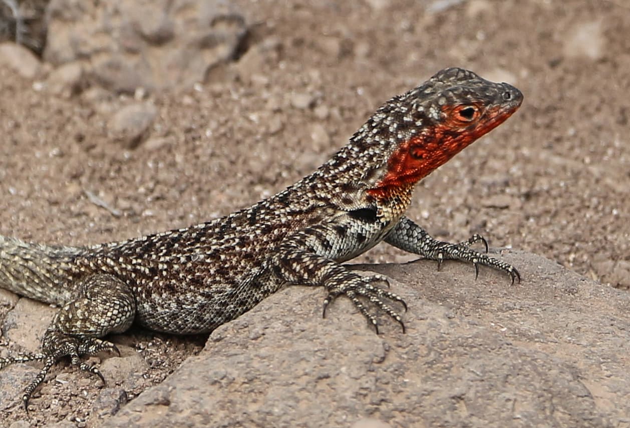 #10 Galápagos National Park, Ecuador — Top 10 Most Beautiful National Parks