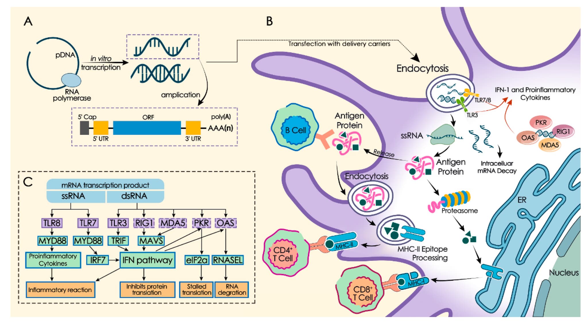 #8 mRNA Vaccine Technology — Top 10 Best Chemistry Breakthroughs