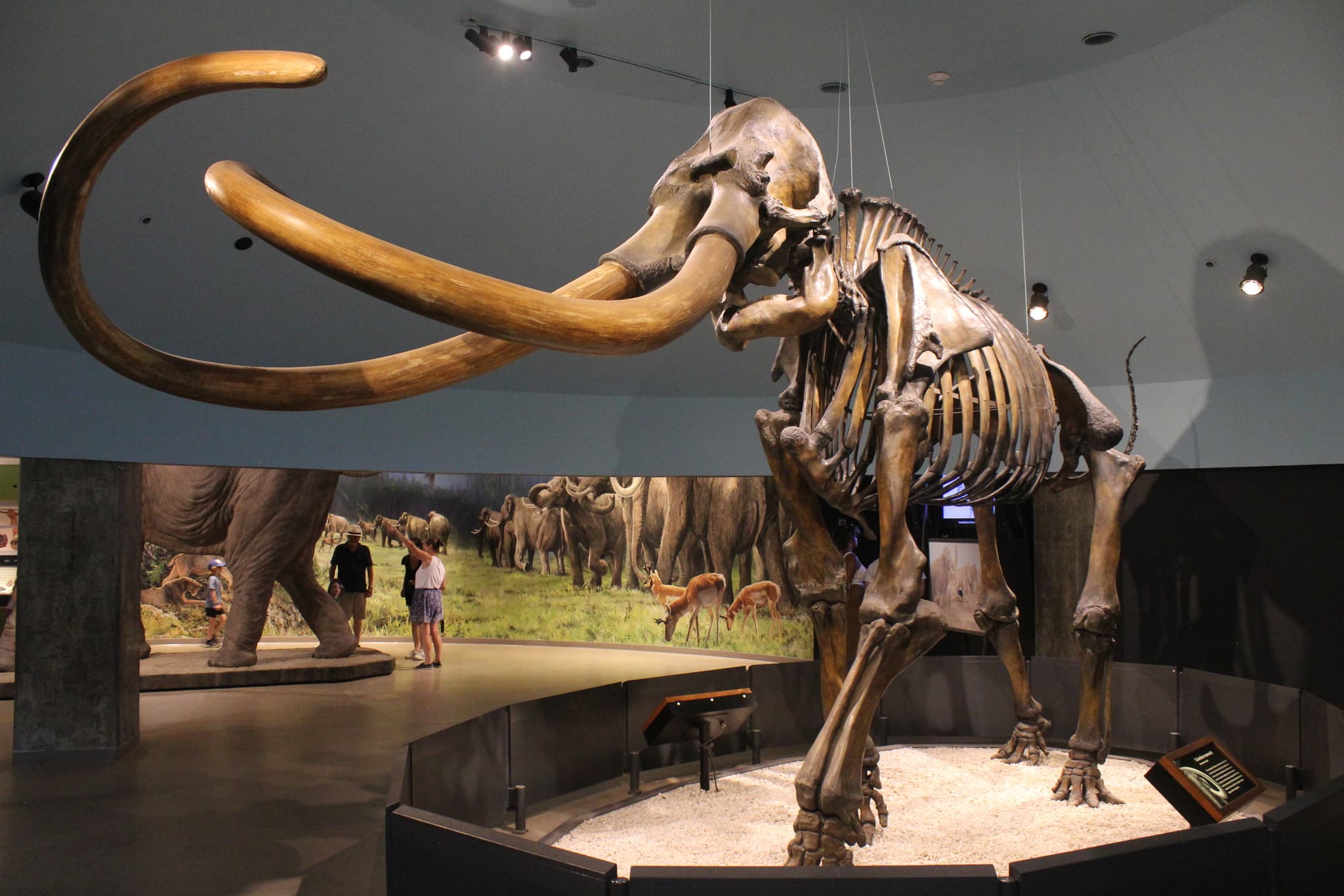 #10 De-extinction of the Woolly Mammoth — Top 10 Most Controversial Conservation Policies