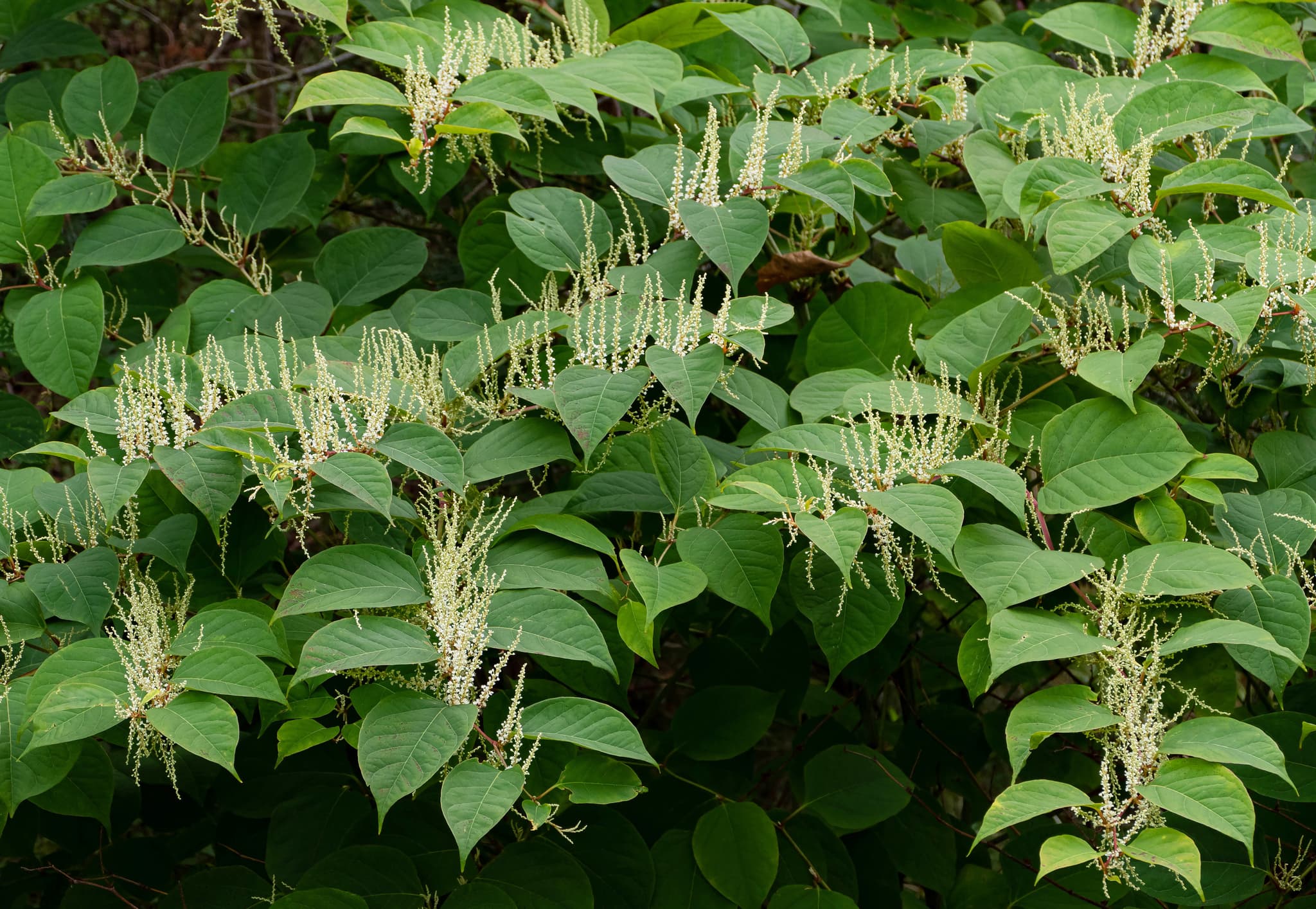 #5 Japanese Knotweed (Reynoutria japonica) — Top 10 Worst Invasive Species