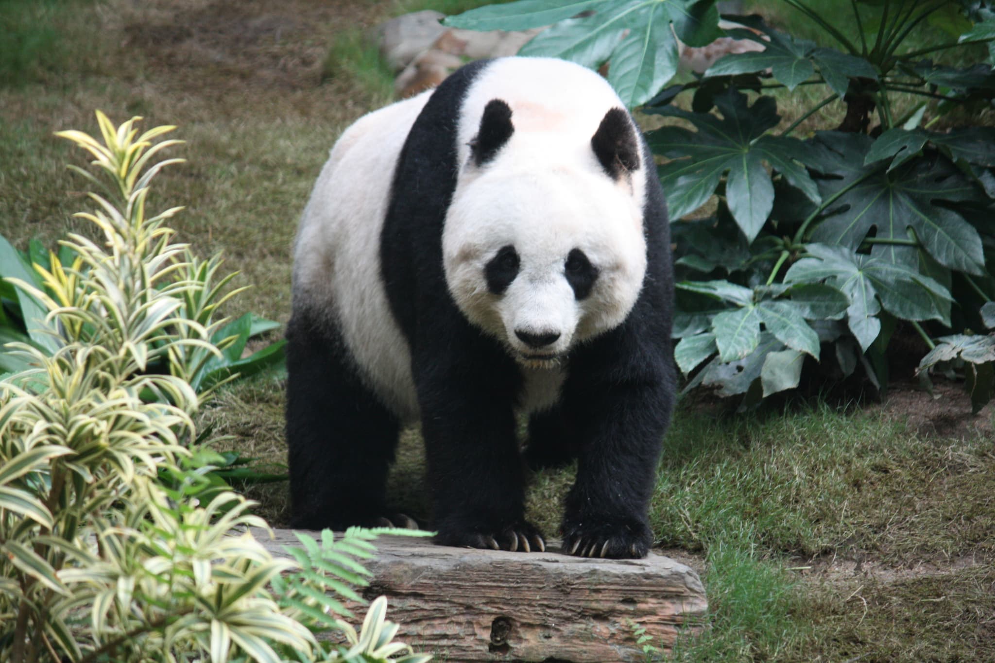 #4 The Economics of Zoo Conservation — Top 10 Most Debated: Are Zoos Ethical