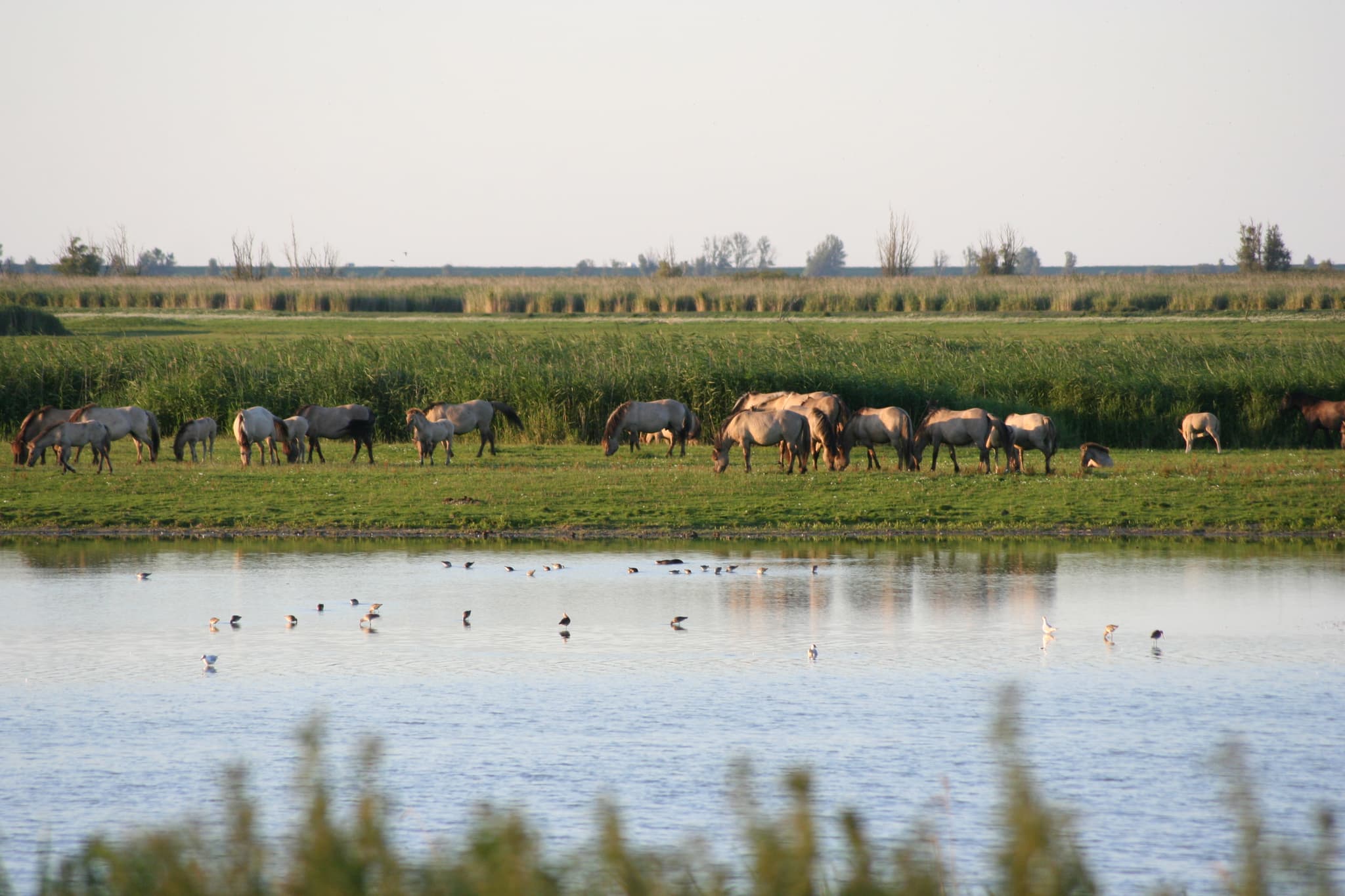 #7 Oostvaardersplassen, Netherlands — Top 10 Most Polarizing Rewilding Projects in 2026: Controversial Rewilding Cases
