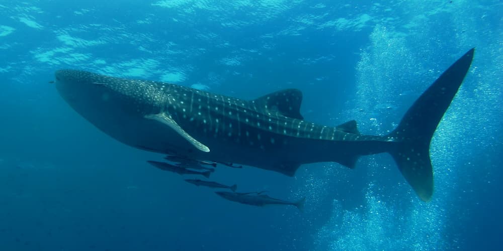 #6 Swimming with Whale Sharks at Ningaloo — Top 10 Wildlife Experiences in Australia 2026
