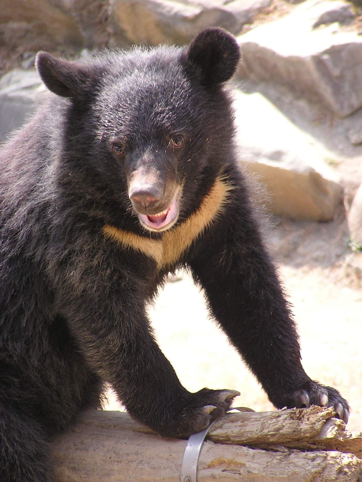#1 Formosan Black Bear — Top 10 Wildlife Encounters in Taiwan in 2026