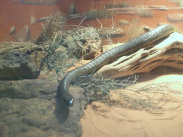 #1 Inland Taipan (Oxyuranus microlepidotus) — Top 10 Most Lethal Animal Venoms on Earth Ranked by Murine LD50 Toxicity