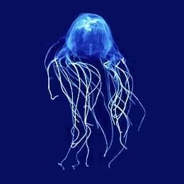 #2 Sea Wasp / Box Jellyfish (Chironex fleckeri) — Top 10 Most Lethal Animal Venoms on Earth Ranked by Murine LD50 Toxicity