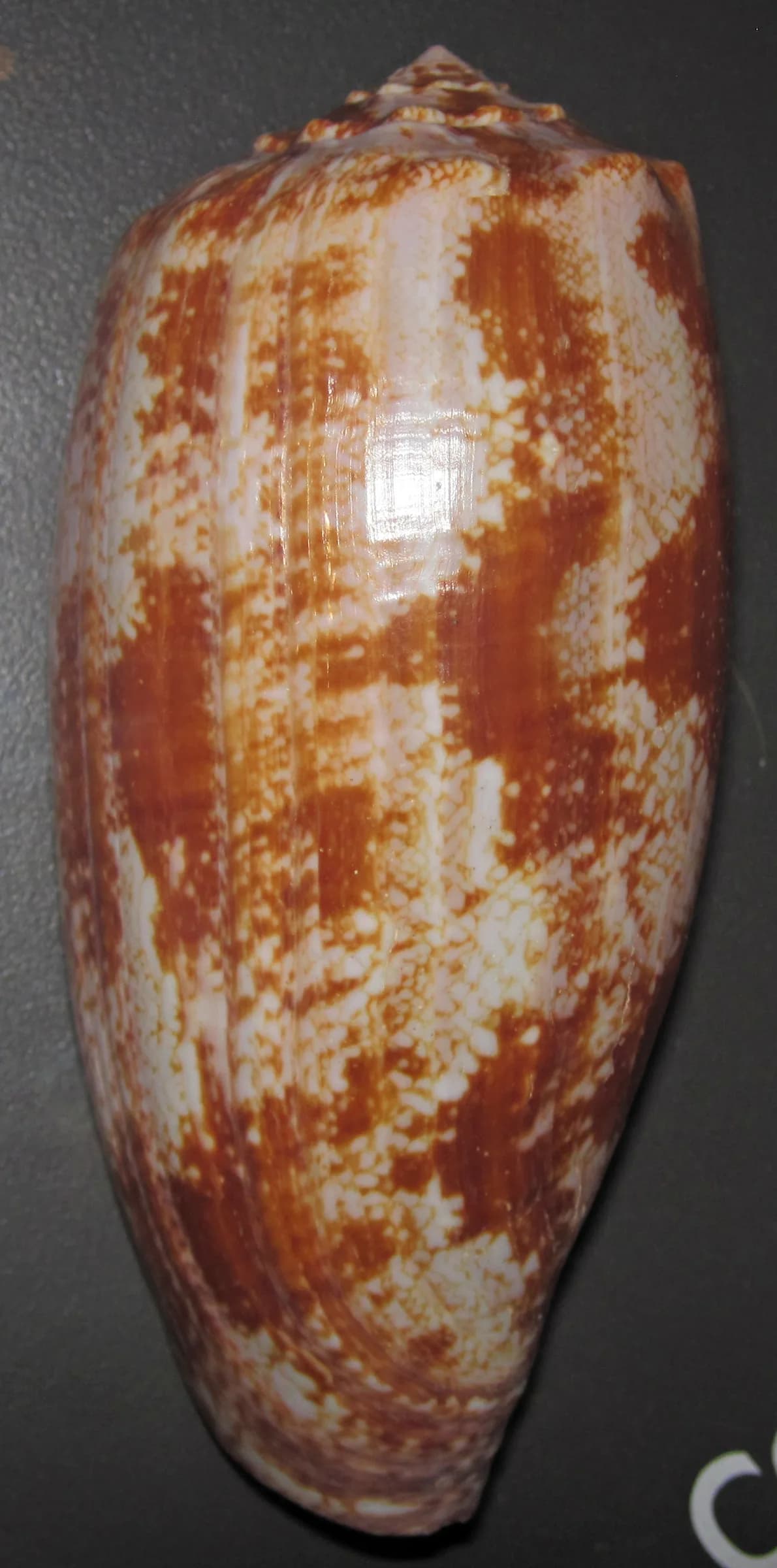 #3 Geographic Cone Snail (Conus geographus) — Top 10 Most Lethal Animal Venoms on Earth Ranked by Murine LD50 Toxicity