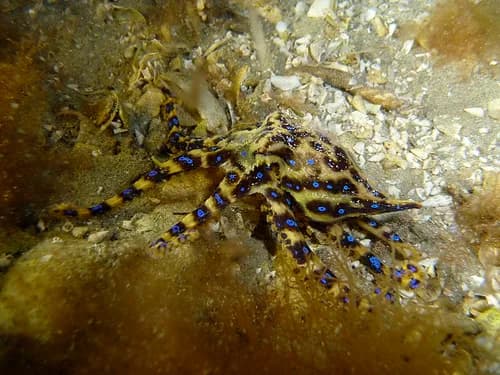 #4 Blue-Ringed Octopus (Hapalochlaena maculosa / lunulata) — Top 10 Most Lethal Animal Venoms on Earth Ranked by Murine LD50 Toxicity