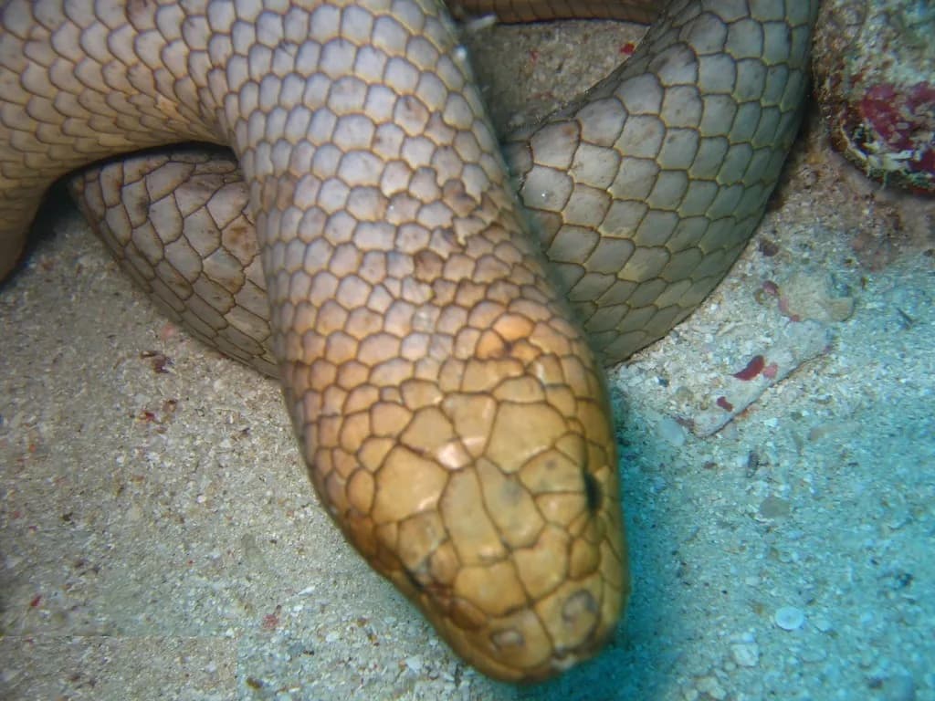 #6 Dubois' Sea Snake (Aipysurus duboisii) — Top 10 Most Lethal Animal Venoms on Earth Ranked by Murine LD50 Toxicity
